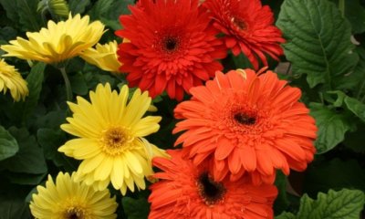 Gerbera im Garten pflanzen