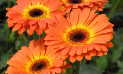 Gerbera im Garten richtig pflanzen und pflegen