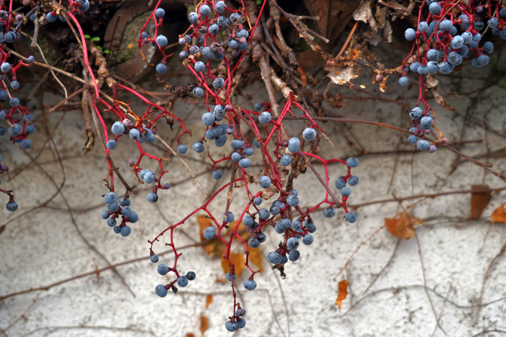 Giftigkeit von Früchten und anderen Pflanzenteilen