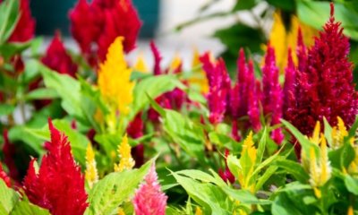 Gräser für Balkonkasten