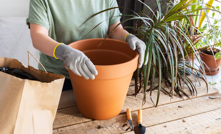 Größerer Topf und ein geeignetes Substrat