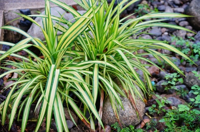 Grünlilie umtopfen - eine Anleitung