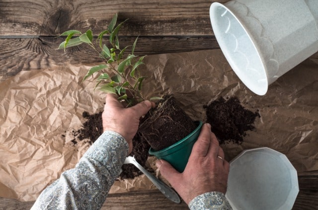 ᐅ Gummibaum richtig umtopfen wie oft und wann?