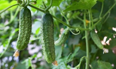 Gurken richtig im Garten züchten