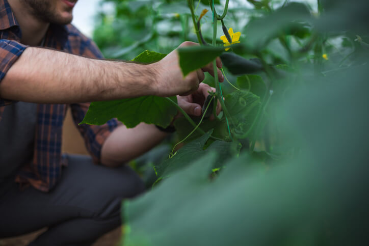 Gurkenpflanzen im Gewächshaus