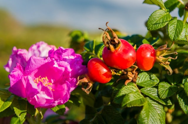 Hagebutte richtig pflanzen