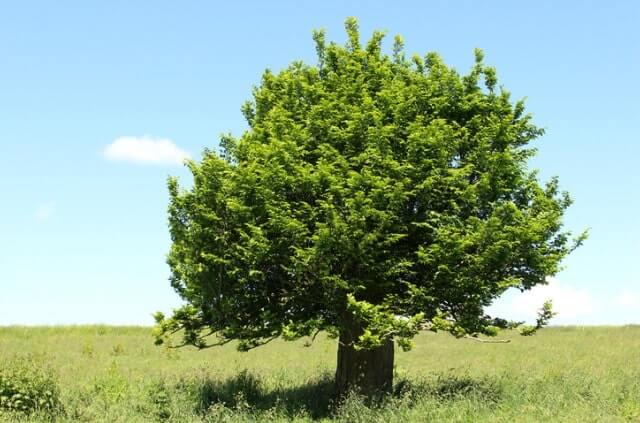 Hainbuche - Krankheiten erkennen und bekämpfen