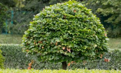 Hainbuche kaufen - wie hoch ist der Preis