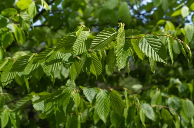 Hainbuche - welche Größe erreicht sie