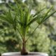 Hanfpalme - Samen keimen und einpflanzen