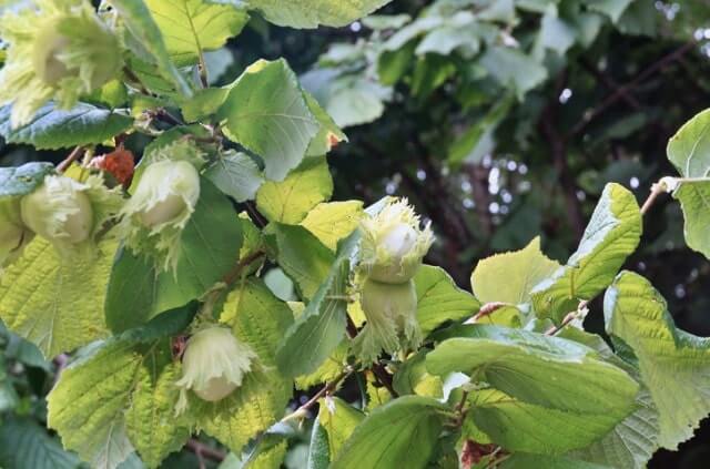 Haselnuss - Pflege und Ernte