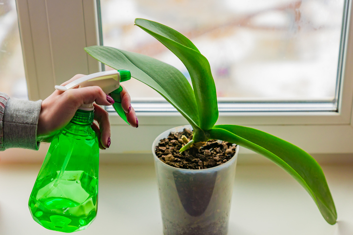 Hausmittel zur Bekämpfung nutzen