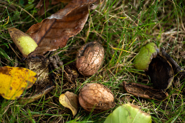 Herbstzeit ist Walnusszeit