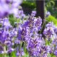Hilft Lavendel gegen Blattläuse und Ameisen