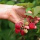 Himbeeren - Schädlinge rechtzeitig erkennen und bekämpfen