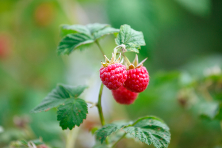 Himbeeren ohne Stacheln - der besondere Genuss