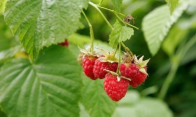 Himbeeren richtig einpflanzen