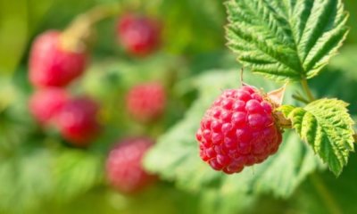 Himbeeren umpflanzen