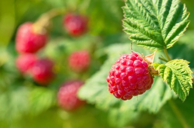 Himbeeren umpflanzen