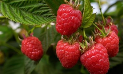 Himbeersorten ohne Stacheln