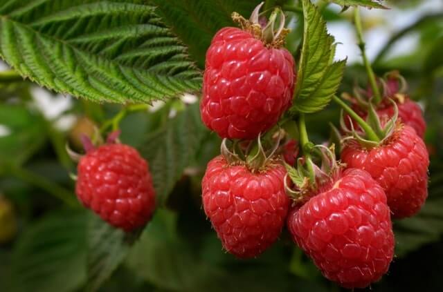 Himbeersorten ohne Stacheln