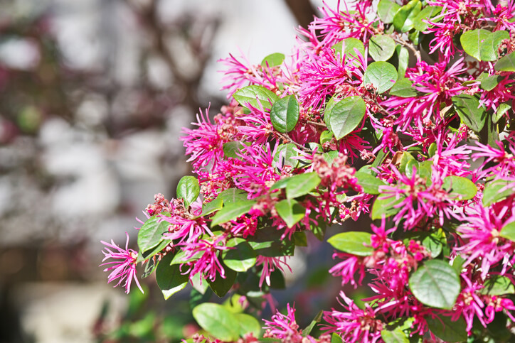 Hinweise zur Kultivierung