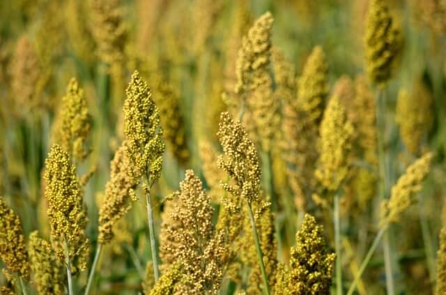 Hirse keimen lassen - so geht's!