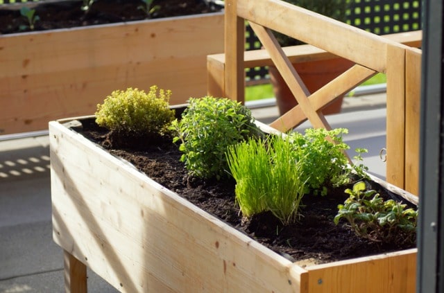 Hochbeet bepflanzen - welche Kräuter passen zusammen