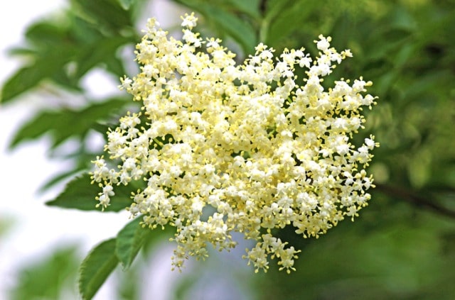 Holunder effektiv entfernen