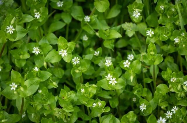 Hornkraut Silberteppich - Tipps zur Pflege