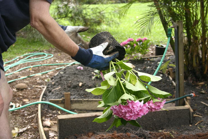 Hortensie bei geplanter Umpflanzung teilen