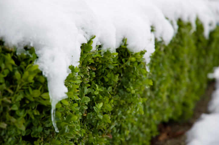 Im Winter kaum Pflege