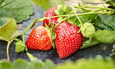 Immertragende Erdbeeren - die besten Sorten