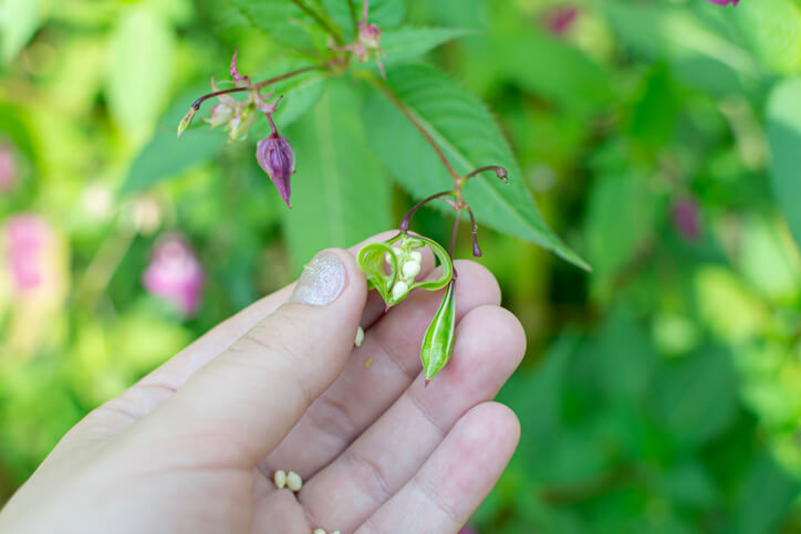 Indisches Springkraut nach der Blüte entfernen