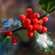 Ist Ilex Crenata winterhart