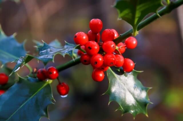 Ist Ilex Crenata winterhart