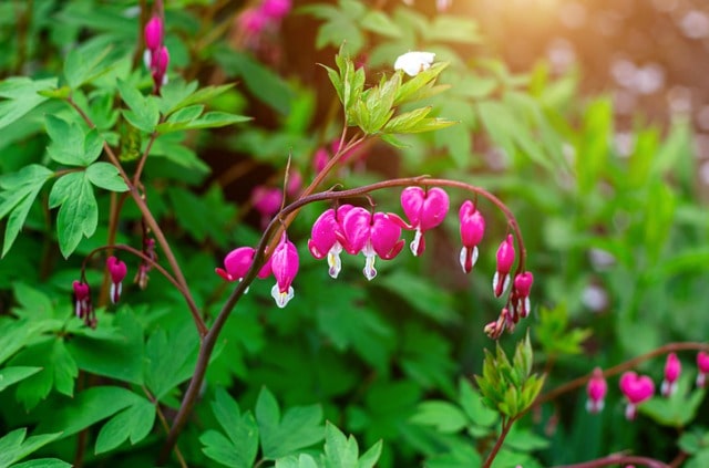 Ist Tränendes Herz winterhart