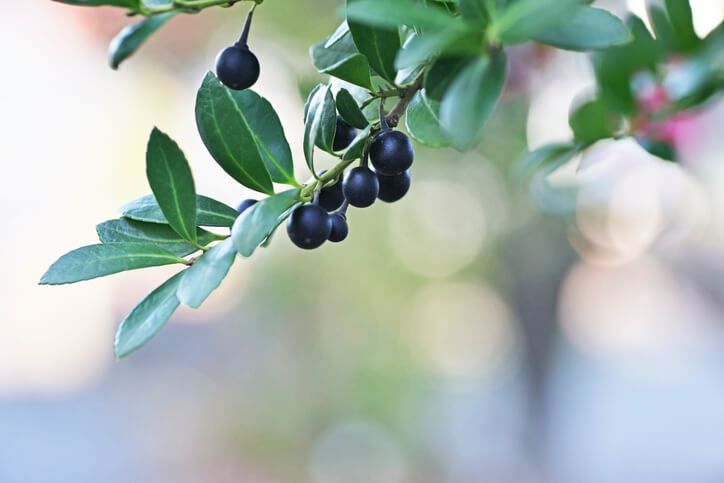 Ist die Ilex Crenata winterhart