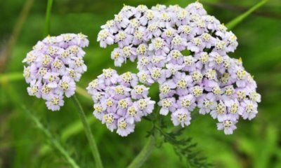 Ist die Schafgarbe essbar