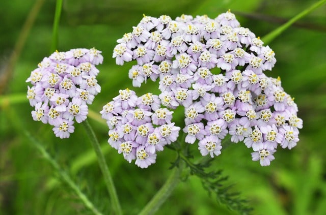 Ist die Schafgarbe essbar