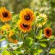 Ist die Sonnenblume winterhart