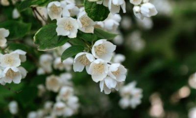 Jasmin als Hecke erziehen - wie funktioniert es