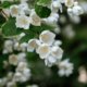 Jasmin als Hecke erziehen - wie funktioniert es