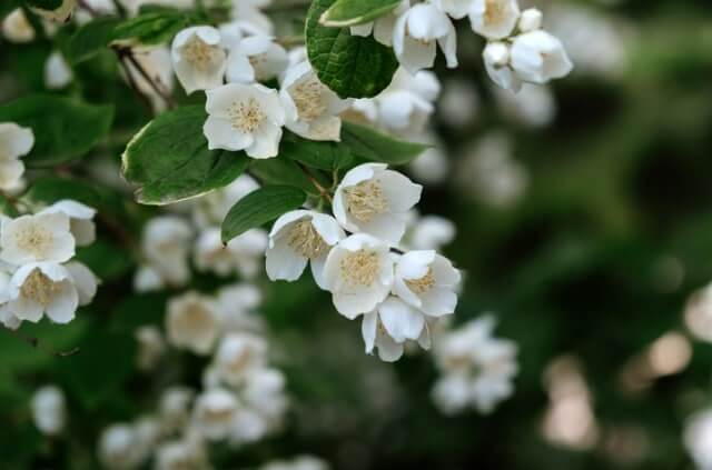 Jasmin als Hecke erziehen - wie funktioniert es