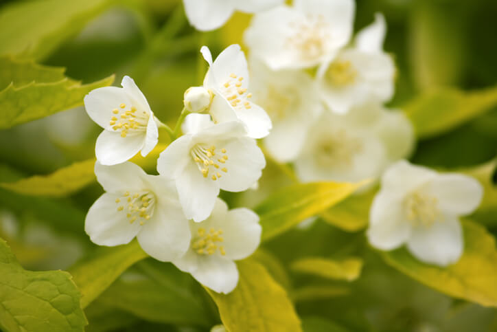 Jasmin trägt gelbe Blätter - was tun