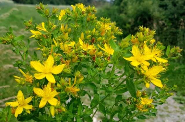 Johanniskraut Blätter - Aussehen und Verwendung