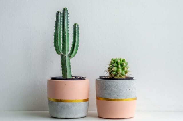 Kakteen - Häufige Krankheiten und Tipps zur Bekämpfung