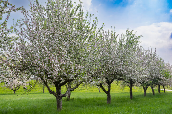 Kann ein Apfelbaum sich selbst befruchten