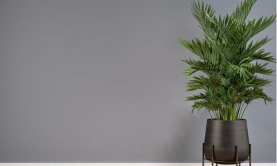 Kentiapalme hat braune Spitzen - was tun