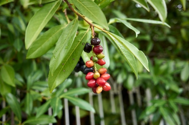 Kirschlorbeer hat Löcher in den Blättern- was tun